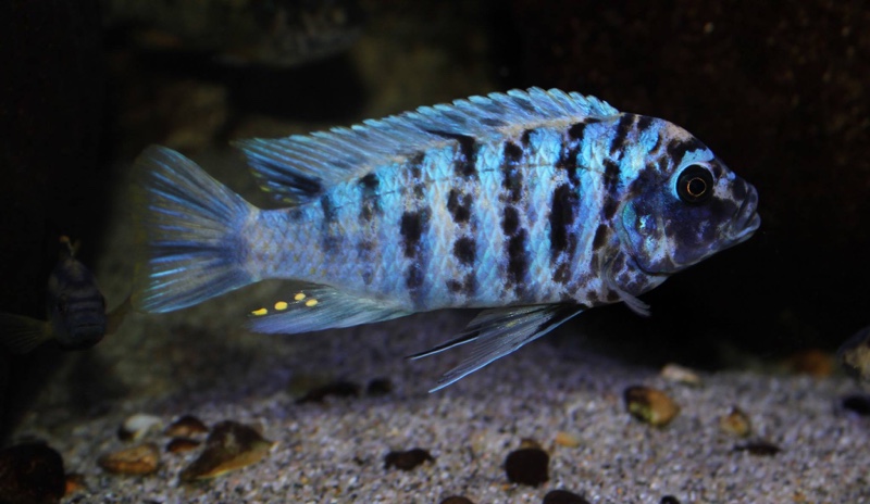 Maylandia zebra 'Likoma Island'